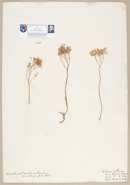 NHM_HH_12.81-2010 image NHM_HH_12.81-2010