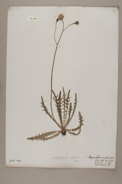 NHM_HH_28.17-2010 image NHM_HH_28.17-2010