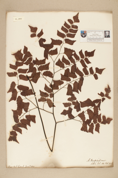 NHM_HH_41.16-2010 image NHM_HH_41.16-2010