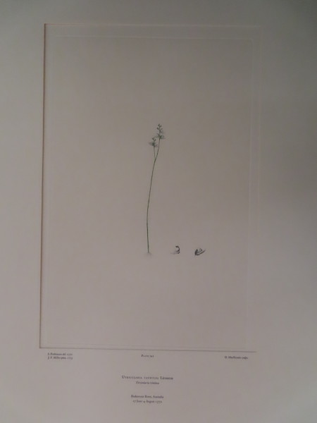 image FDA-E.2916_11_19-2016-A