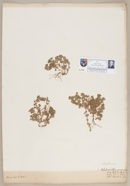 NHM_HH_14.1-2010 image NHM_HH_14.1-2010