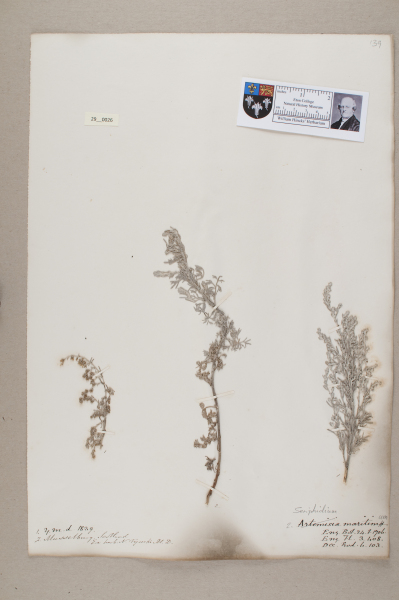 NHM_HH_29.26-2010 image NHM_HH_29.26-2010