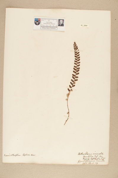 NHM_HH_41.94-2010 image NHM_HH_41.94-2010