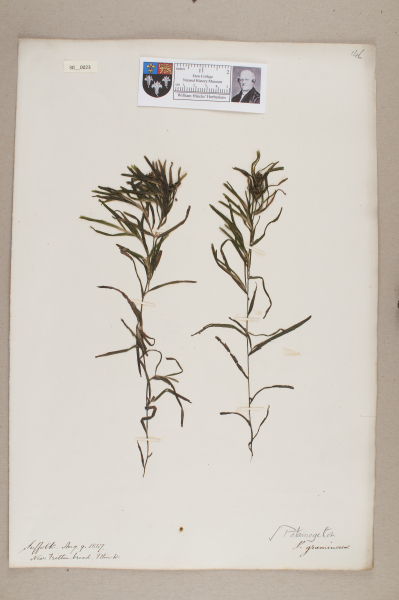 NHM_HH_30.23-2010 image NHM_HH_30.23-2010