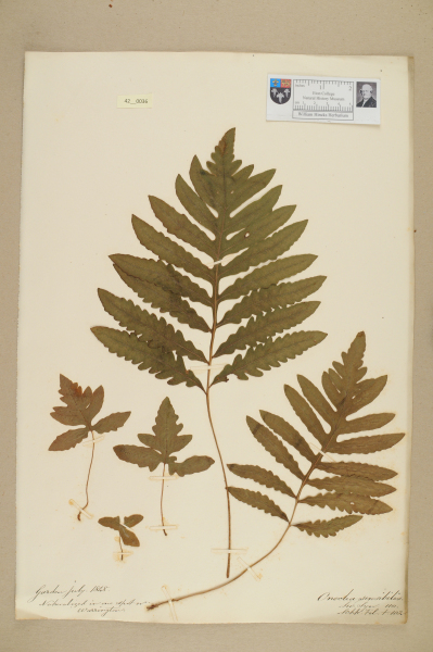 NHM_HH_42.36-2010 image NHM_HH_42.36-2010