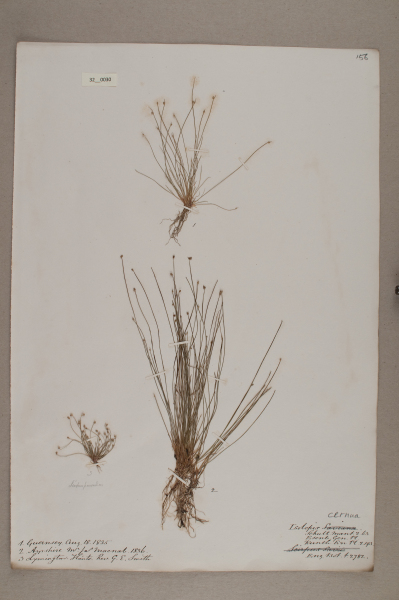 NHM_HH_32.30-2010 image NHM_HH_32.30-2010