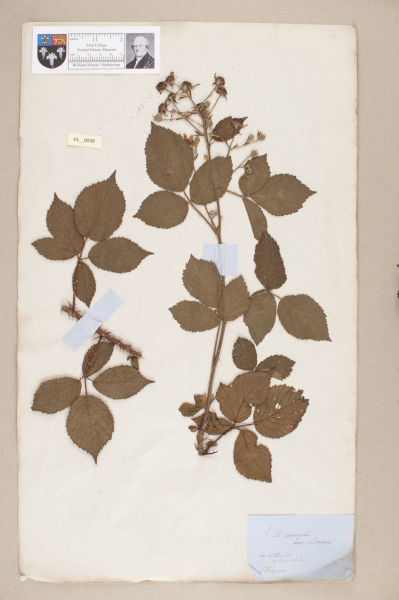 NHM_HH_43.38-2010 image NHM_HH_43.38-2010