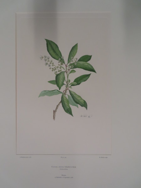 image FDA-E.2916_19_7-2016