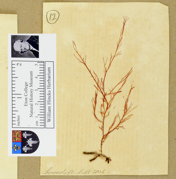 NHM_HH_1.12-2010 image NHM_HH_1.12-2010