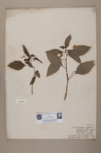 NHM_HH_19.51-2010 image NHM_HH_19.51-2010