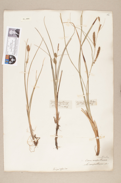 NHM_HH_33.83-2010 image NHM_HH_33.83-2010