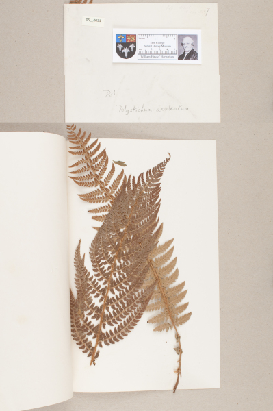 NHM_HH_5.31-2010 image NHM_HH_5.31-2010