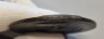 image FDA-A.2609-2026-b