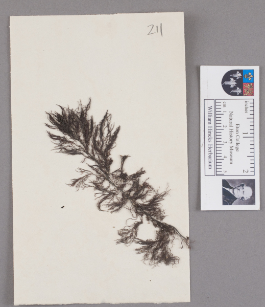 NHM_HH_1.211-2010 image NHM_HH_1.211-2010