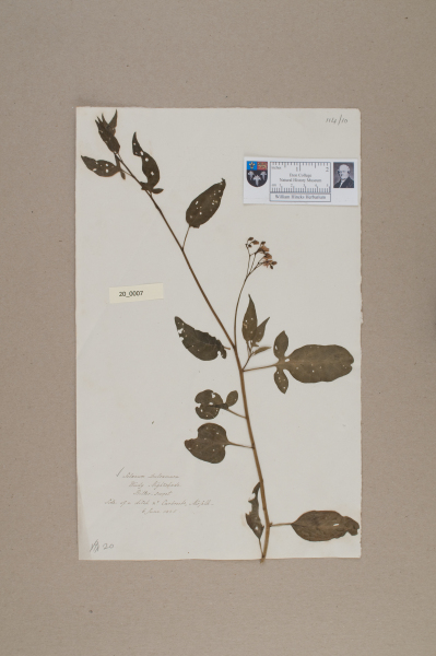 NHM_HH_20.7-2010 image NHM_HH_20.7-2010