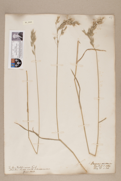 NHM_HH_35.110-2010 image NHM_HH_35.110-2010