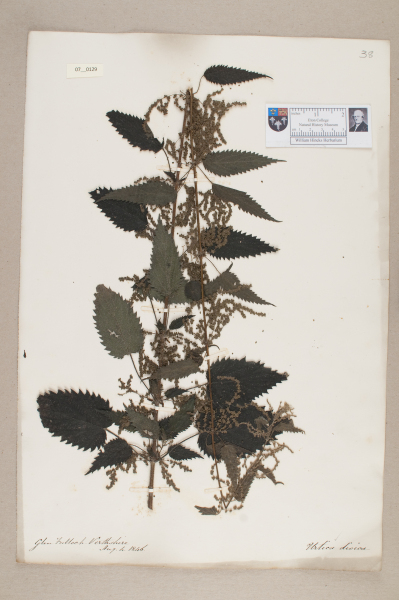 NHM_HH_7.129-2010 image NHM_HH_7.129-2010