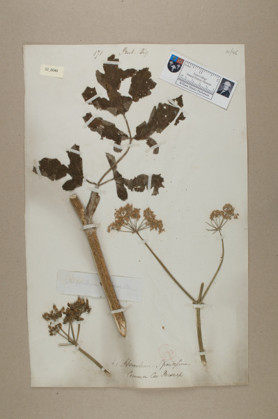 NHM_HH_22.40-2010 image NHM_HH_22.40-2010