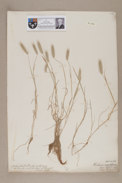 NHM_HH_36.12-2010 image NHM_HH_36.12-2010