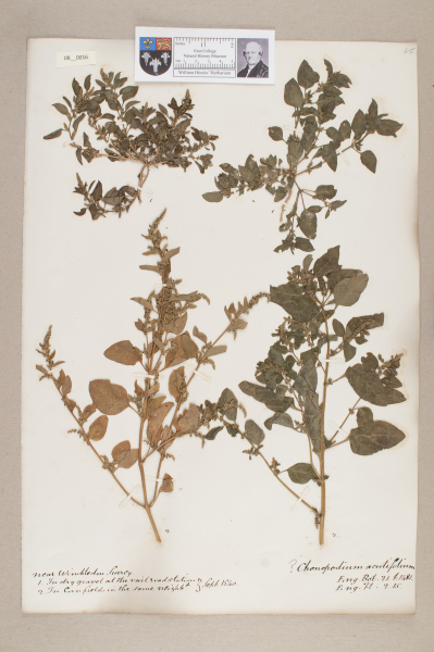 NHM_HH_8.16-2010 image NHM_HH_8.16-2010