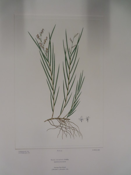 image FDA-E.2916_26_16-2016-A