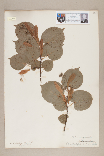 NHM_HH_10.26-2010 image NHM_HH_10.26-2010