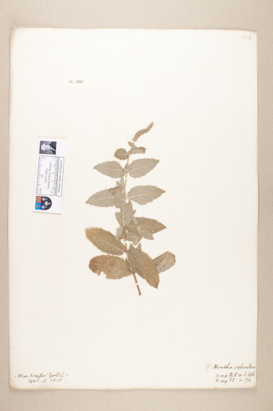 NHM_HH_23.87-2010 image NHM_HH_23.87-2010