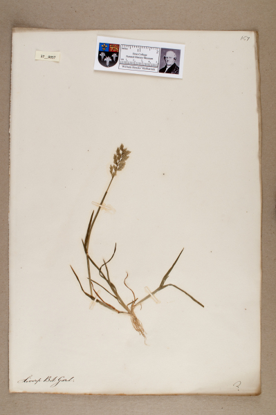 NHM_HH_37.57-2010 image NHM_HH_37.57-2010