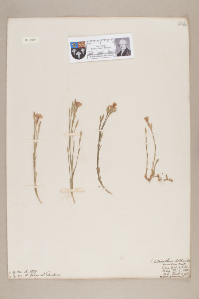 NHM_HH_9.115-2010 image NHM_HH_9.115-2010