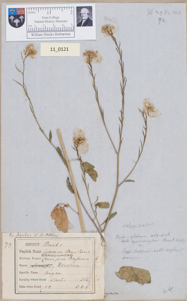 NHM_HH_11.121-2010 image NHM_HH_11.121-2010