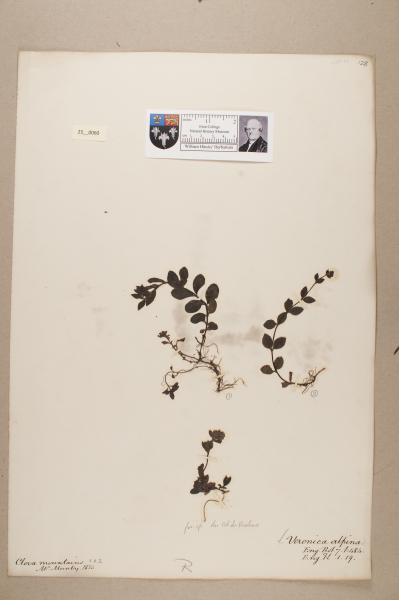 NHM_HH_25.60-2010 image NHM_HH_25.60-2010