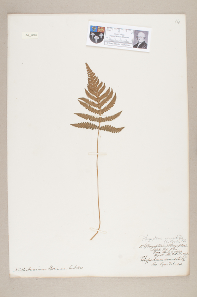 NHM_HH_4.38-2010 image NHM_HH_4.38-2010