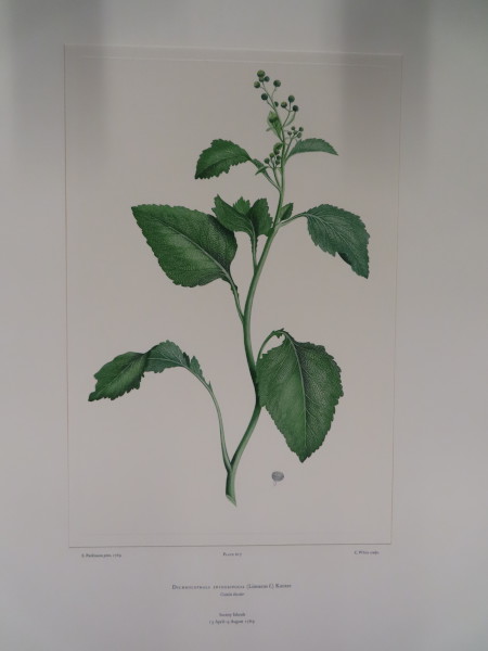 FDA-E.2916_29_14-2016-A image FDA-E.2916_29_14-2016-A