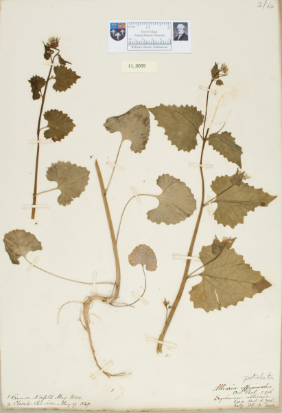 NHM_HH_11.9-2010 image NHM_HH_11.9-2010