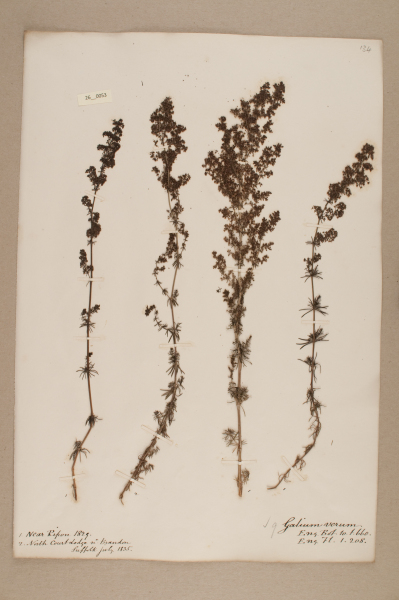 NHM_HH_26.53-2010 image NHM_HH_26.53-2010