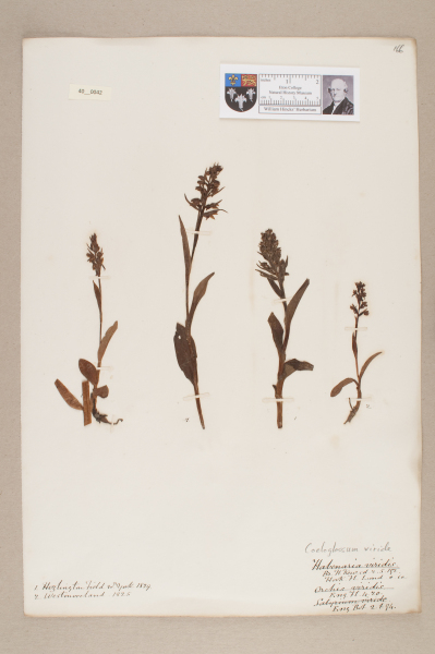 image NHM_HH_40.42-2010