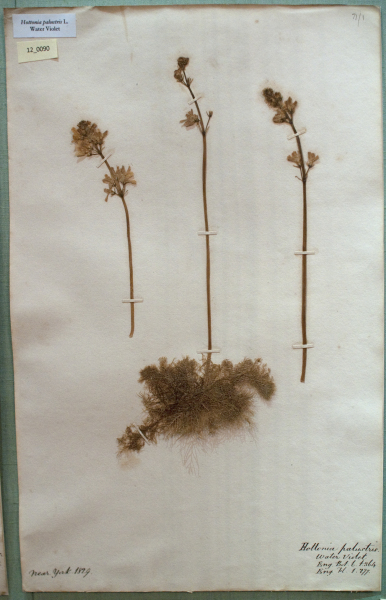 NHM_HH_12.90-2010 image NHM_HH_12.90-2010