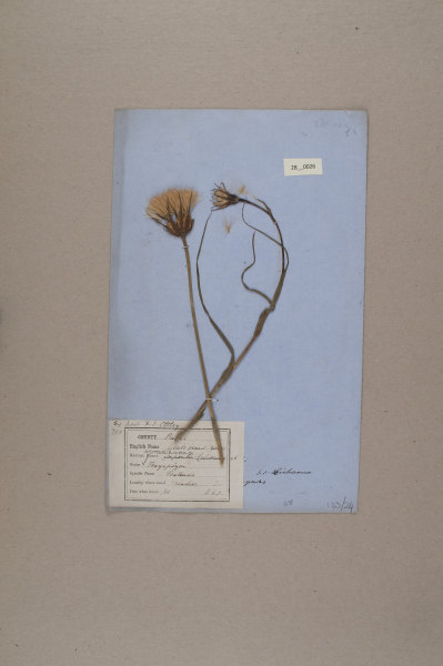 NHM_HH_28.26-2010 image NHM_HH_28.26-2010