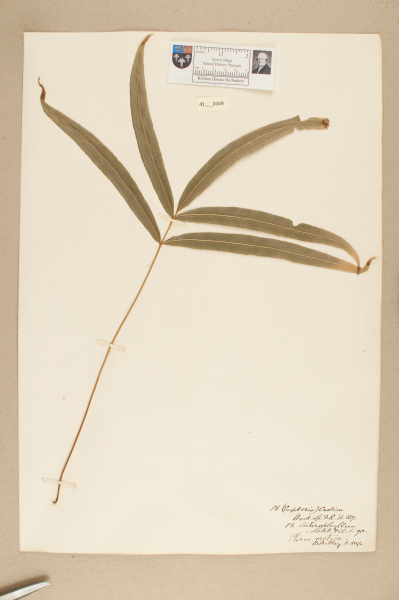 image NHM_HH_41.169-2010