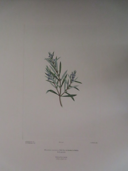 FDA-E.2916_11_25-2016 image FDA-E.2916_11_25-2016