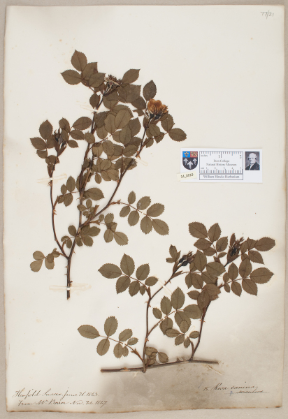 NHM_HH_14.19-2010 image NHM_HH_14.19-2010