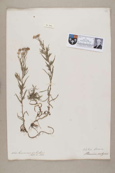 NHM_HH_29.35-2010 image NHM_HH_29.35-2010