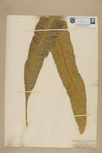 NHM_HH_42.102-2010 image NHM_HH_42.102-2010