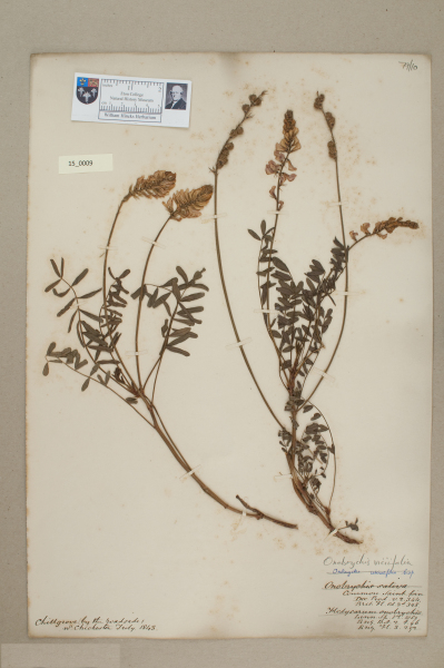 NHM_HH_15.9-2010 image NHM_HH_15.9-2010