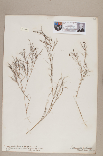 NHM_HH_30.32-2010 image NHM_HH_30.32-2010