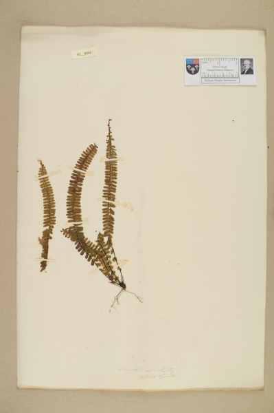 NHM_HH_42.45-2010 image NHM_HH_42.45-2010