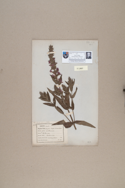 NHM_HH_17.7-2010 image NHM_HH_17.7-2010