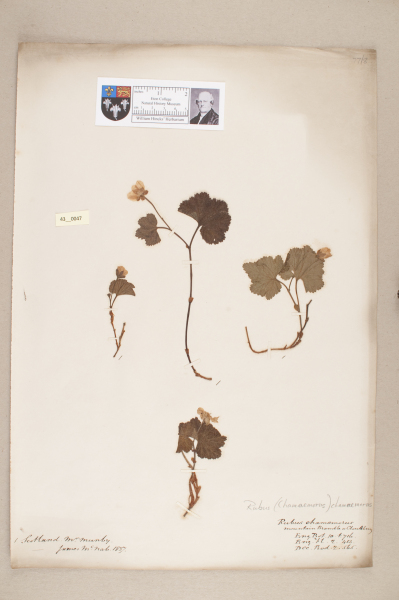 NHM_HH_43.47-2010 image NHM_HH_43.47-2010