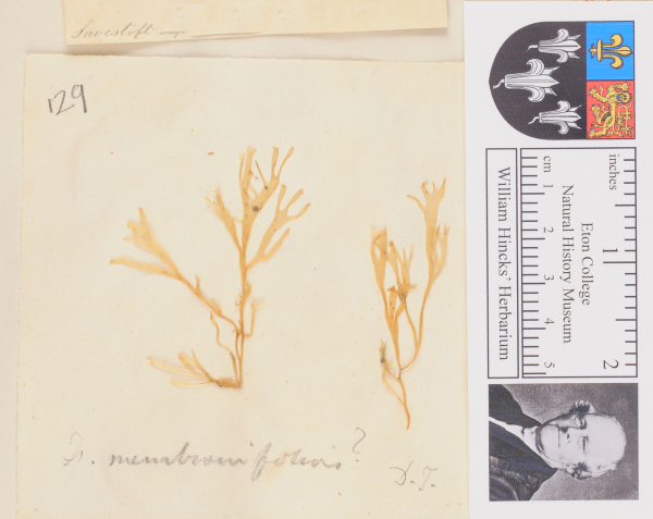 NHM_HH_1.129-2010 image NHM_HH_1.129-2010