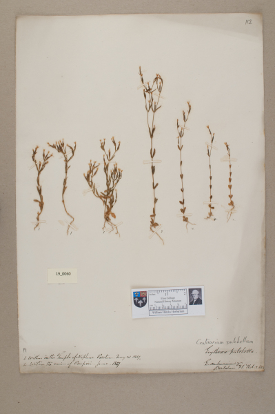 NHM_HH_19.60-2010 image NHM_HH_19.60-2010